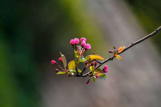 春暖花开