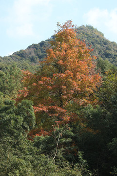 山里的一棵红叶枫香树