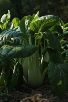 长梗白菜冬腌菜