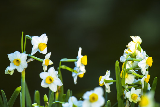 水仙花