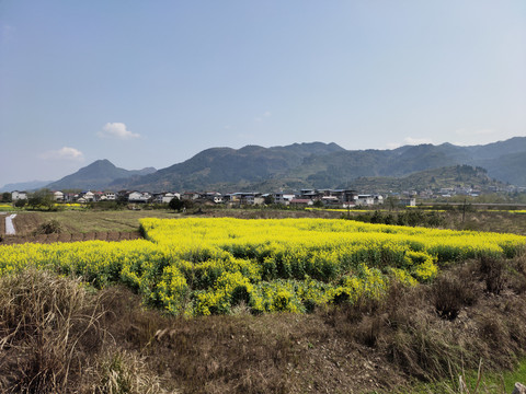 油菜花开