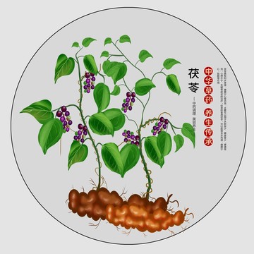 茯苓插畫