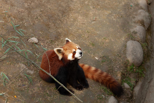 秦岭野生动物园小熊猫