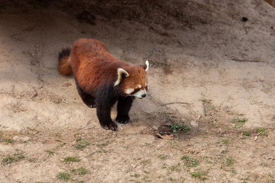 秦岭野生动物园小熊猫