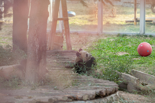 动物园里的大熊猫