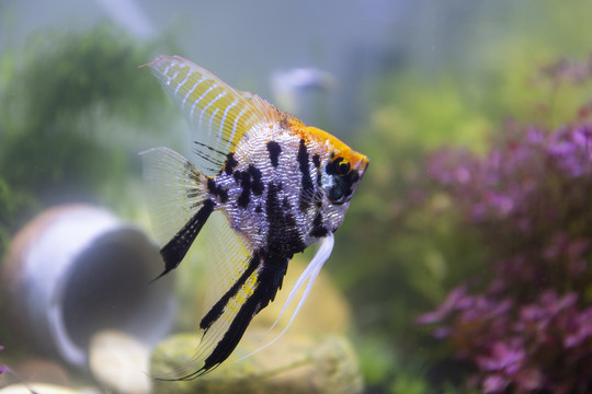 水族箱观赏鱼