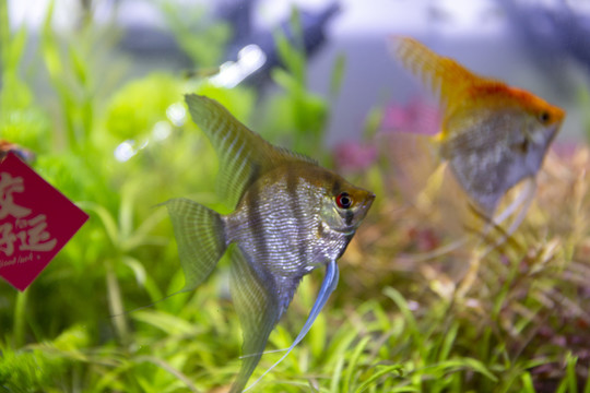 水族箱观赏鱼