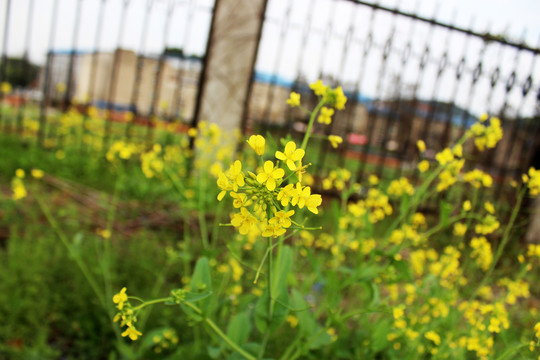 油菜花