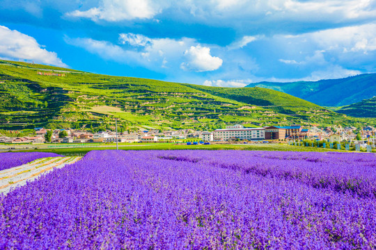 山间花海