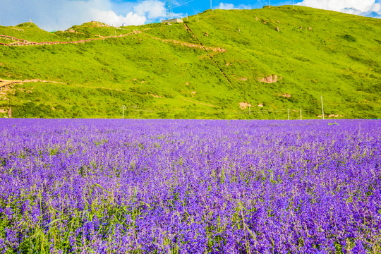 山间花海