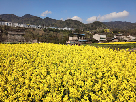 田野油菜花