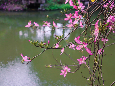 紫荆花特特写