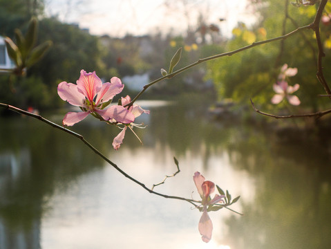 紫荆花特写