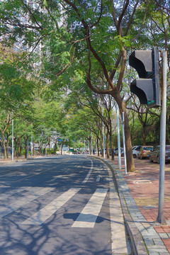 林荫交通道路