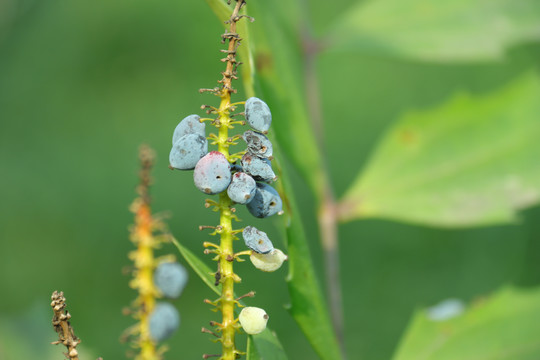 刺黄柏果实