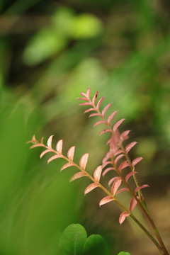 刺黄柏