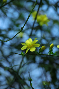 迎春花盛开