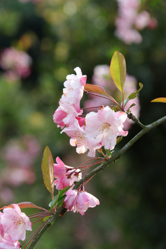 粉色樱花