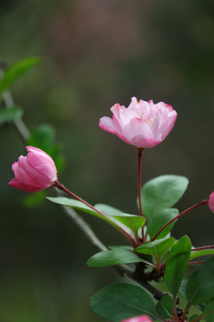 粉色樱花