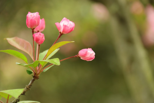 粉色樱花