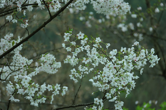 盛开的樱花