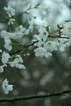 盛开的樱花