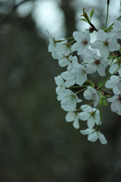 盛开的樱花