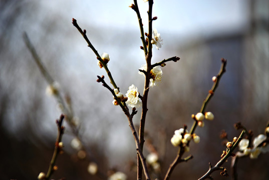 明城墙遗址公园梅花开