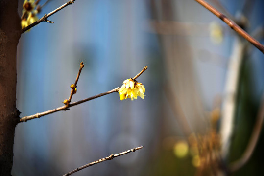 明城墙遗址公园梅花开