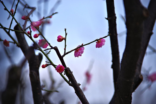 明城墙遗址公园梅花开