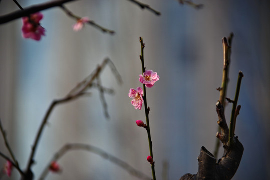 明城墙遗址公园梅花开