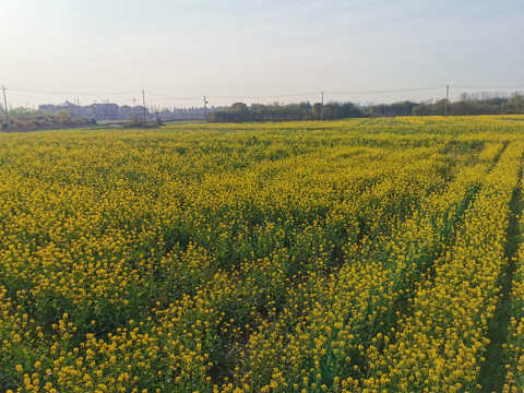 油菜花