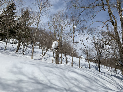 北海道雪景