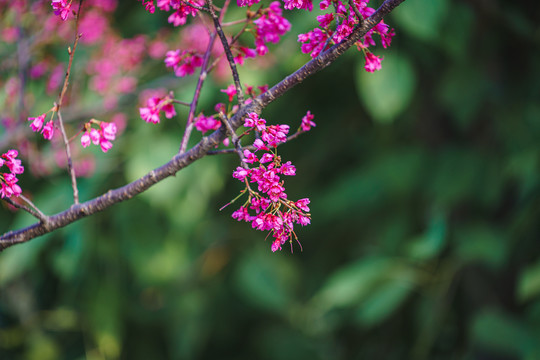 春天盛开的红色樱花