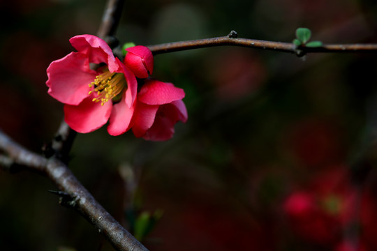 海棠花