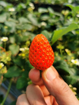 草莓特写素材
