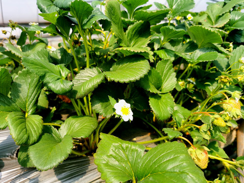 大棚温室立体种植草莓