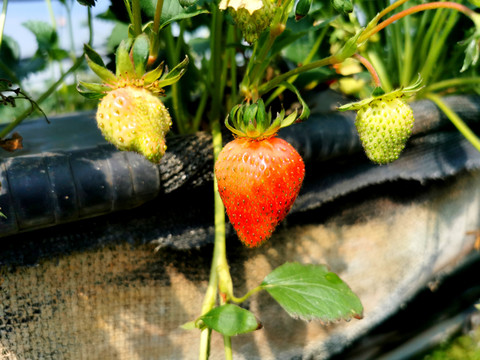 大棚温室立体种植草莓