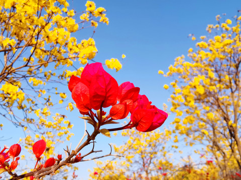 叶子花