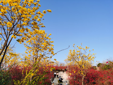 风铃木花