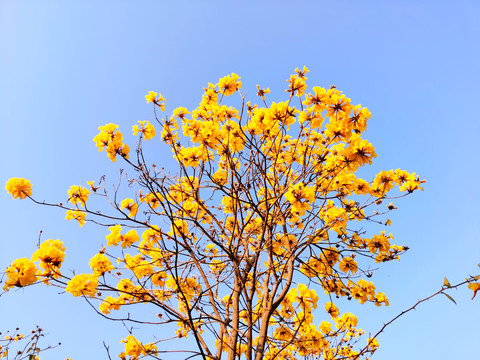 风铃木花