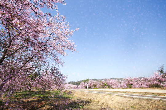 樱花梦园