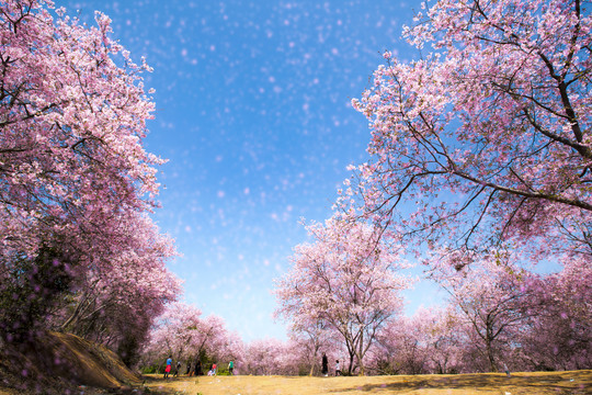 樱花梦园