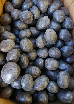 紫色小土豆