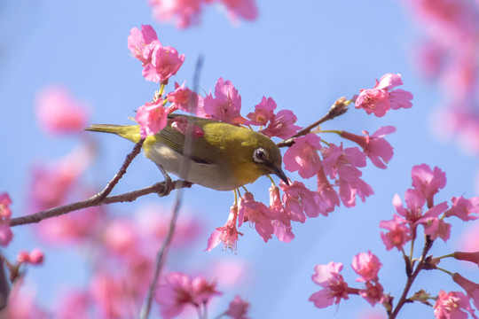 樱花太阳鸟