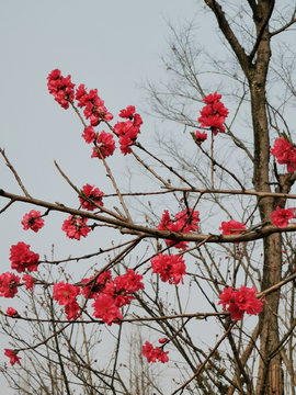 梅花