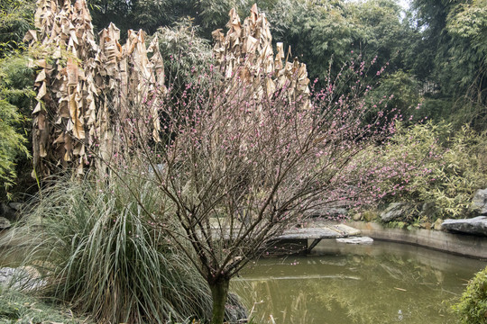 梅花与芭蕉