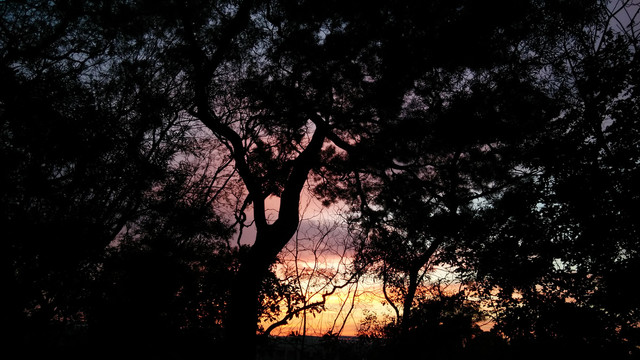 树林夕阳