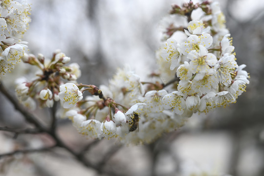 樱桃花