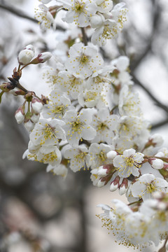 樱桃花